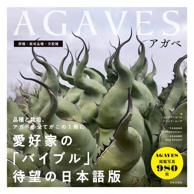 AGAVES�������١�